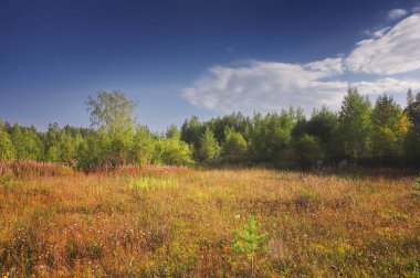 Bir ormanın arka planında çimenler ve yabani çiçeklerle yaz çayır ı.