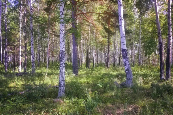 Nyári jelenet a nyírfa erdőben, a nap megvilágított. Nyári táj zöld nyírfa erdővel. Fehér Birches Guest és zöld levelek. — Stock Fotó