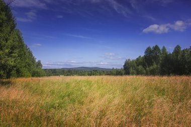 Bir ormanın arka planında çimenler ve yabani çiçeklerle yaz çayır ı.