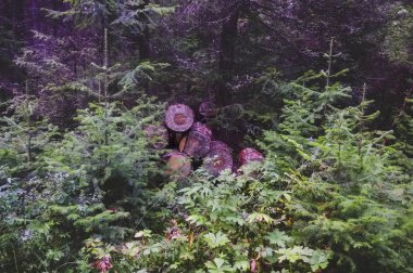 Ormanın kenarında taze biçilmiş çam kütükleri yığını. Ormanda çam ağaçlarının ahşap kütükleri, bir yığın halinde yığılmış.