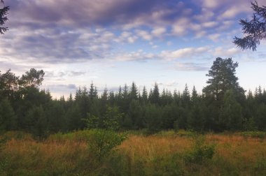 Orman kenarında gün batımı. Sonbahar manzarası.