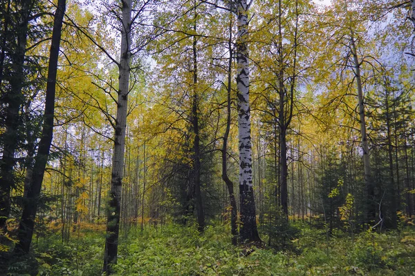 Orman kenarında gün batımı. Sonbahar manzarası. — Stok fotoğraf
