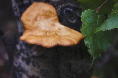 Ormanda yeşil yosunla kaplı bir ağaç gövdesindeki ağaç mantarının yakın çekimi. Ağaç gövdesinde mantar, makro yakın.