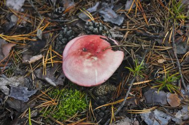 Yosun sonbahar orman arka planda kırmızı russet kap ile Yenilebilir küçük mantar Russula.