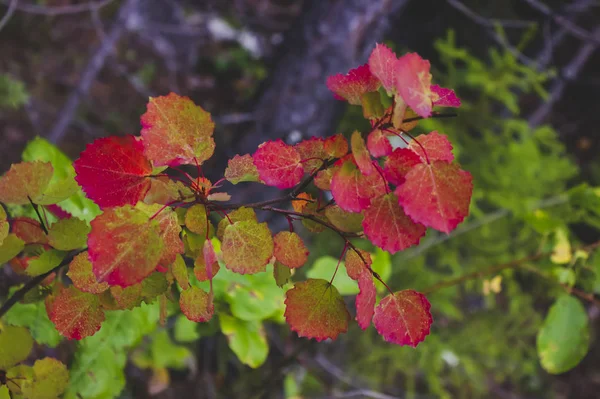 Herbstblätter von Espen. Nahaufnahme von umgestürzten Espenbaumblättern. — Stockfoto