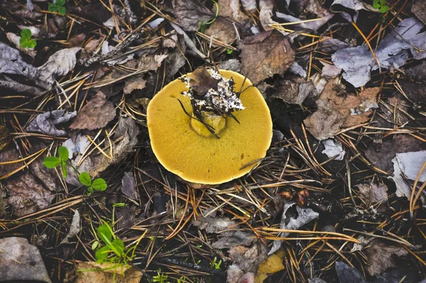 Xerocomus svamp på bakgrunden av fallna nålar i skogen närbild. — Stockfoto