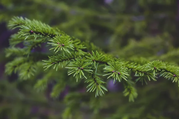 Um ramo de uma árvore de abeto em um fundo borrado, close-up . — Fotografia de Stock