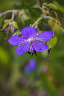 Ahşap cranesbill, ormanlık Sardunya, Sardunya sylvaticum. Orman Sardunya.