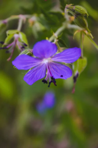 Wood cranesbill, woodland geranium, Geranium sylvaticum. Forest geranium. — Stock Photo, Image