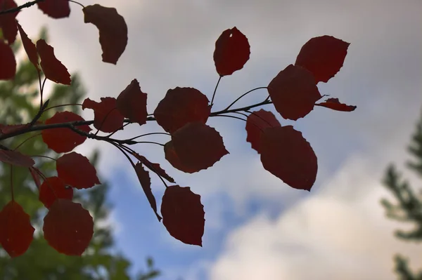 Herbstblätter von Espen. Nahaufnahme von umgestürzten Espenbaumblättern. — Stockfoto