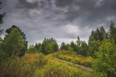Bir ormanın arka planda yeşil çim ve vahşi çiçekler ile yaz çayır manzara.
