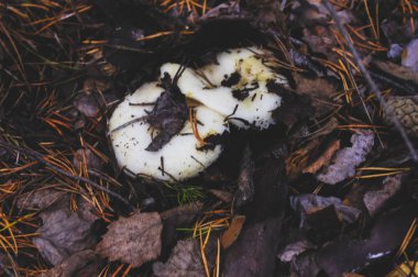 Beyaz mantar Lactarius resimus ıslak orman yakın çekim.