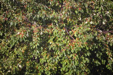Ormanda yakın çekim küçük meyve ile yabani elma ağacı.