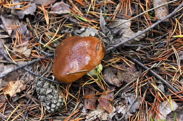 Xerocomus mushroom on the background of fallen needles in the forest close-up. — Stock Photo, Image