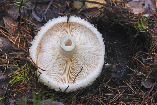 Speisepilz im Wald in Großaufnahme. Torminosus lactarius. — Stockfoto