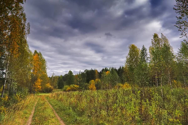 Tramonto ai margini della foresta. Paesaggio d'autunno . — Foto Stock