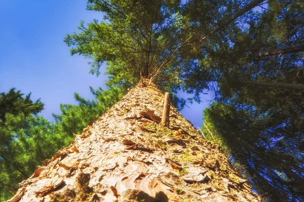 Troncos de grandes abetos viejos contra una vista azul del fondo del cielo de verano . — Foto de Stock