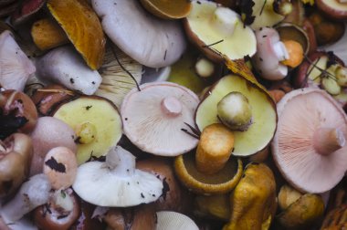 Hasır sepet üst görünümünde taze topalmış orman mantarı.