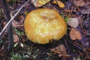 Ormanda yakın çekim düşmüş iğnelerin arka planda Xerocomus mantar.