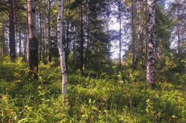 Güneşin aydınlattığı bir huş ormanında yaz sahnesi. Yeşil huş ormanı ile yaz manzara. Beyaz huş ağacı ve yeşil yapraklar.