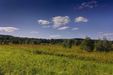 Bir ormanın arka planında çimenler ve yabani çiçeklerle yaz çayır ı.