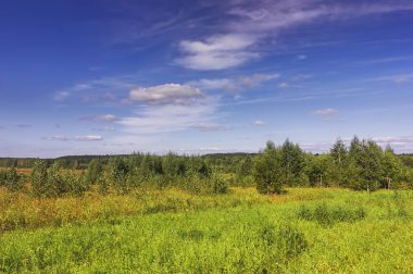 Bir ormanın arka planında çimenler ve yabani çiçeklerle yaz çayır ı.