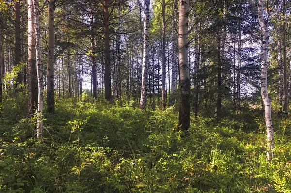 Літня сцена в березовому лісі, освітленому сонцем. Літній пейзаж з зеленим березовим лісом. Білі берези і зелене листя . — стокове фото