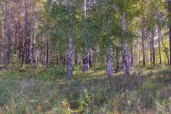 Καλοκαιρινή σκηνή σε ένα δάσος σημύδας φωτισμένη από τον ήλιο. Καλοκαιρινό τοπίο με πράσινο δάσος σημύδας. Λευκά χερούλκα και πράσινα φύλλα. — Φωτογραφία Αρχείου