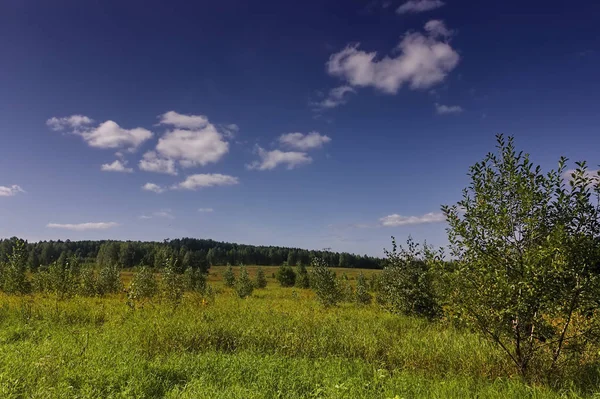 Paysage de prairie d'été avec herbe et fleurs sauvages sur le fond d'une forêt . — Photo