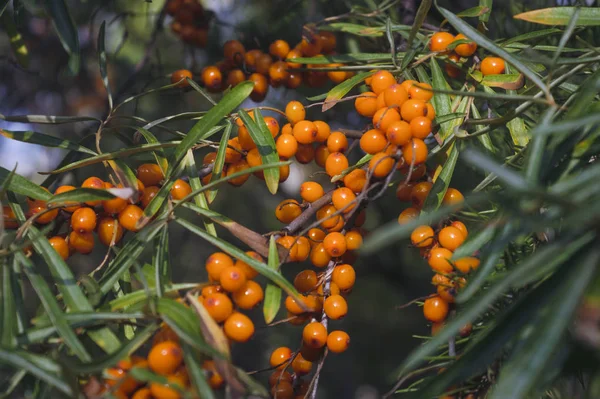 Hippophae rhamnoides. Tak van duindoorn met bessen. — Stockfoto