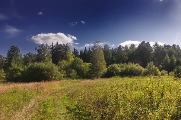 Paysage de prairie d'été avec herbe et fleurs sauvages sur le fond d'une forêt . — Photo