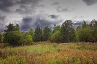 Orman kenarında gün batımı. Sonbahar manzarası.