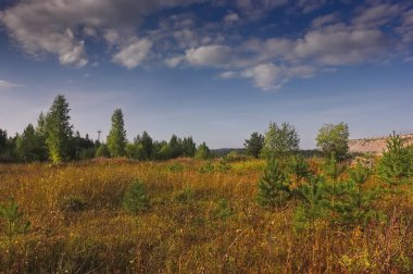 Bir ormanın arka planında çimenler ve yabani çiçeklerle yaz çayır ı.