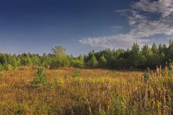 Bir ormanın arka planında çimenler ve yabani çiçeklerle yaz çayır ı.