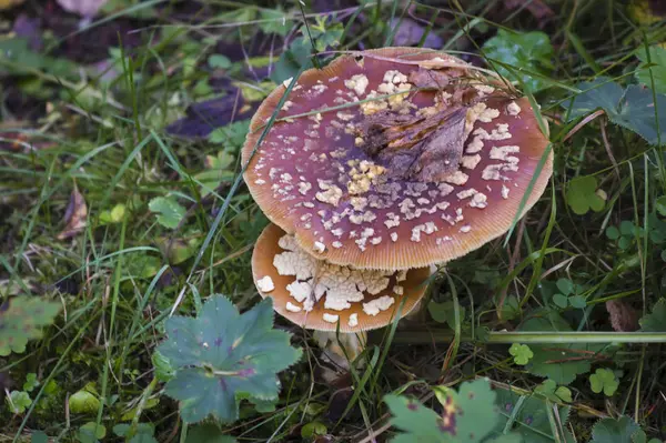 Close up of an Aminita regalis mushroom, also known as Royal fly agaric. — Stock Photo, Image