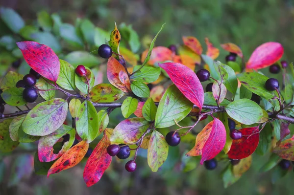 Az érlelt gyümölcsök shadberry egy ág közelről. Amelanchier. — Stock Fotó