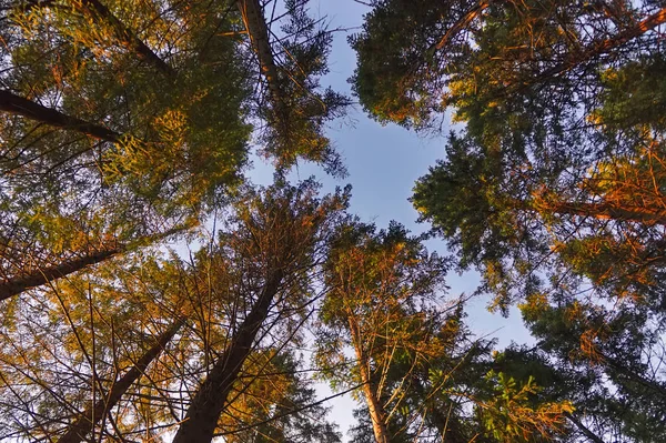 Paisaje otoñal al atardecer en el bosque de coníferas. Los rayos del sol poniente iluminan la espesura del paisaje de verano del bosque . — Foto de Stock