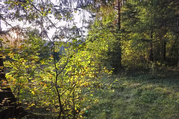 Jesienny krajobraz o zachodzie słońca w lesie iglastym. Promienie słoneczne ustawienie oświetlające thicket lasu krajobraz lato. — Zdjęcie stockowe