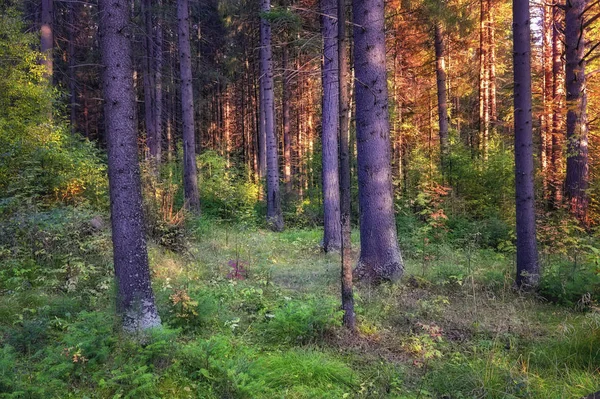 Осінній пейзаж на заході сонця в хвойних лісах. Промені сонця, що освітлює зарості лісового літнього пейзажу . — стокове фото