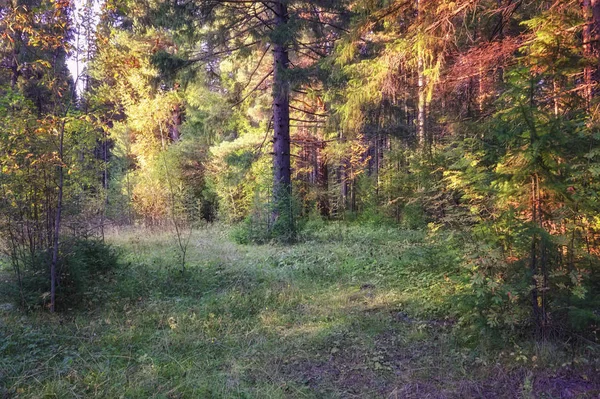 Autumn landscape at sunset in the coniferous forest. The rays of the setting sun illuminating the thicket of the forest summer landscape. — Stock Photo, Image