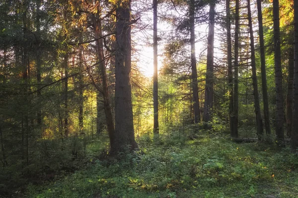 Paisagem de outono ao pôr do sol na floresta de coníferas. Os raios do sol poente iluminando a moita da paisagem de verão da floresta . — Fotografia de Stock