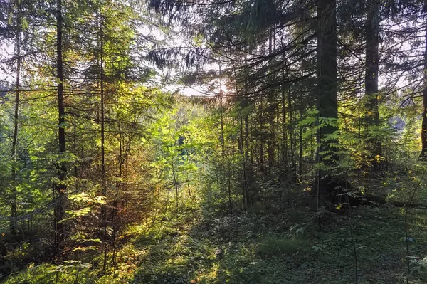 Paesaggio autunnale al tramonto nella foresta di conifere. I raggi del sole al tramonto illuminano la boscaglia del paesaggio forestale estivo . — Foto Stock