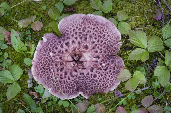 Гриб Sarcodon imbricatus, растущий в мхом лесу . — стоковое фото