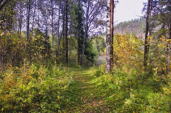 Podzimní lesní krajina. Podzimní lesní krajina za slunečného dne. — Stock fotografie