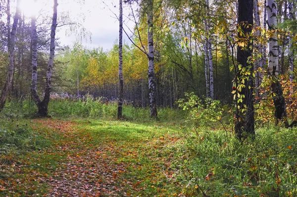 Höst skogs landskap. Höst skogs landskap en solig dag. — Stockfoto