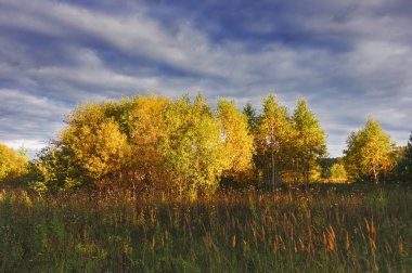 Bir ormanın arka planında çimenler ve yabani çiçeklerle sonbahar manzarası.
