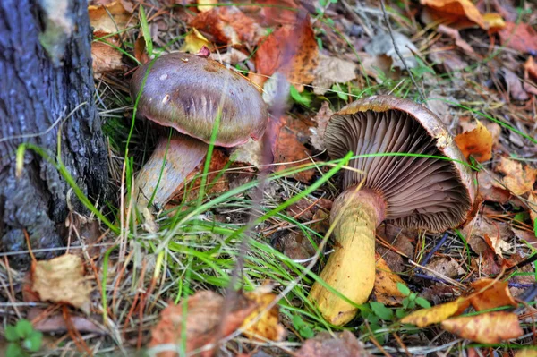 Осенняя сцена грибы на фоне травы и опавших листьев в лесу . — стоковое фото