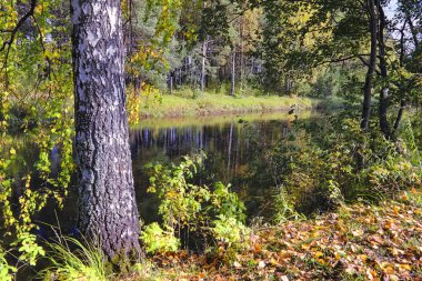 Güneşli sıcak bir günde bir orman nehri kıyısında Sonbahar manzara.
