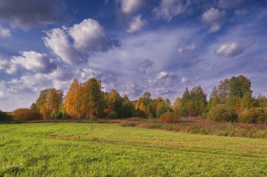 Bir ormanın arka planında çimenler ve yabani çiçeklerle sonbahar manzarası.