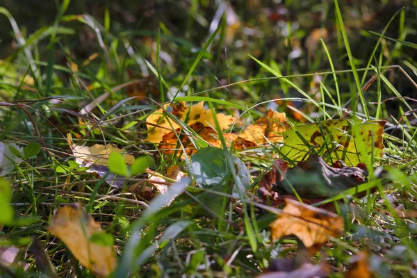 Autunno caduto foglie gialle sull'erba nella foresta primo piano . — Foto Stock